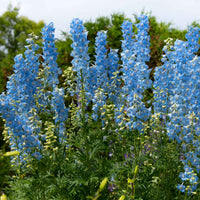 5 Delphiniums Ciel Bleu - Bakker.com | France