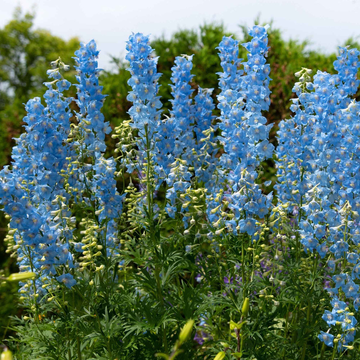 Collection de 11 plantes vivaces pour massifs champêtres - Delphinium, gypsophila paniculata, centranthus ruber - Bakker