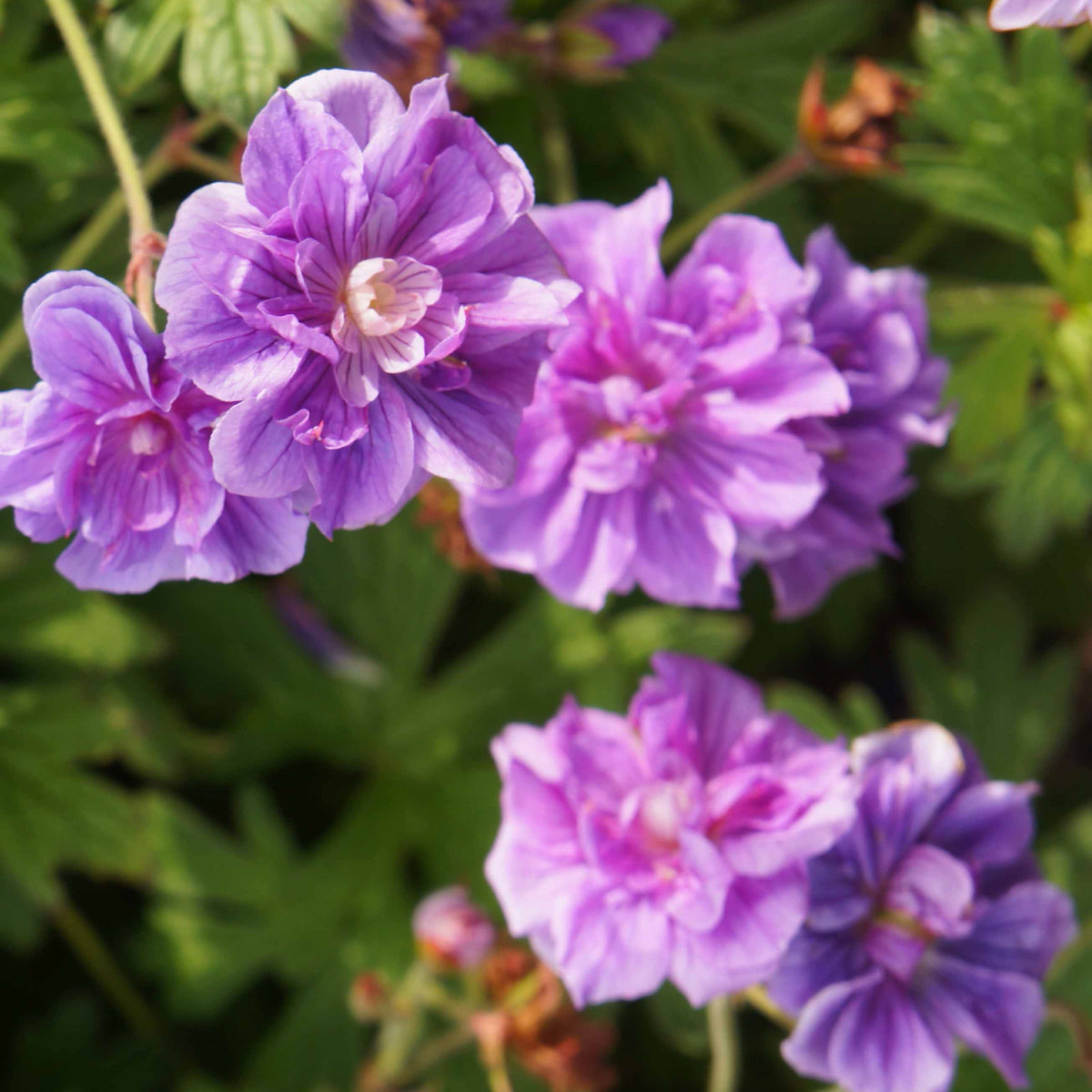 2 Géraniums vivaces à fleurs doubles bleue - Geranium pratense plenum caeruleum - Bakker