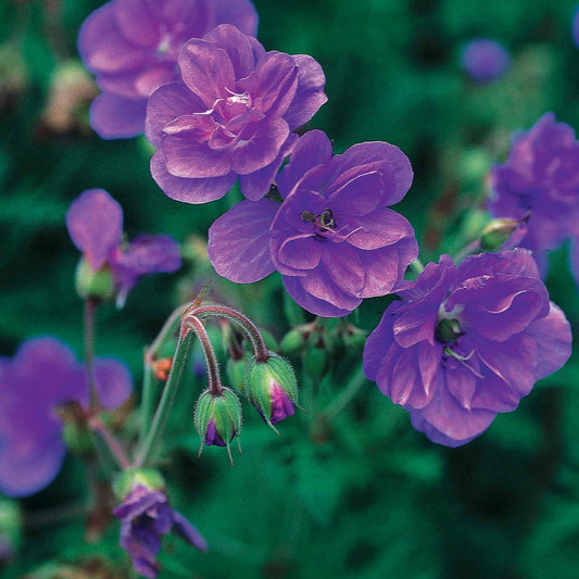 2 Géraniums vivaces à fleurs doubles bleue - Bakker