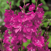 3 Mauves de la prairie - Sidalcea - Bakker.com | France