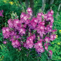 3 Mauves de la prairie - Sidalcea - Bakker.com | France