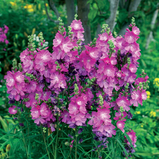 3 Sidalcea - Bakker