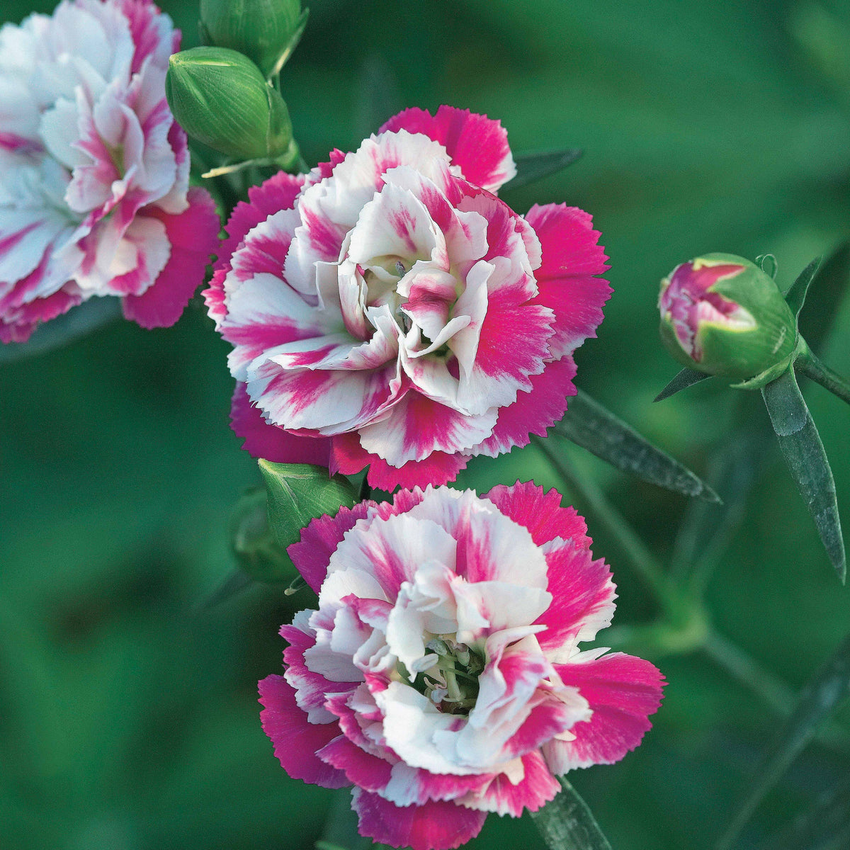 2 Œillets Paradis roses - Dianthus pink heaven - Bakker