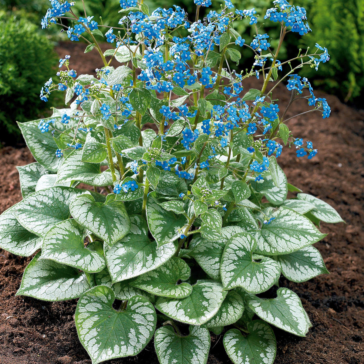 Vivaces fleuries - Myosotis du Caucase Emerald Mist ® - Brunnera macrophylla Emerald Mist ®