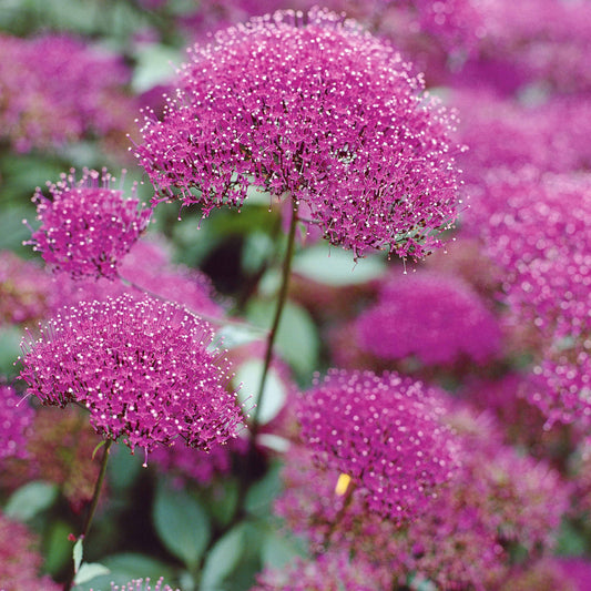 3 Trachélies - Bakker