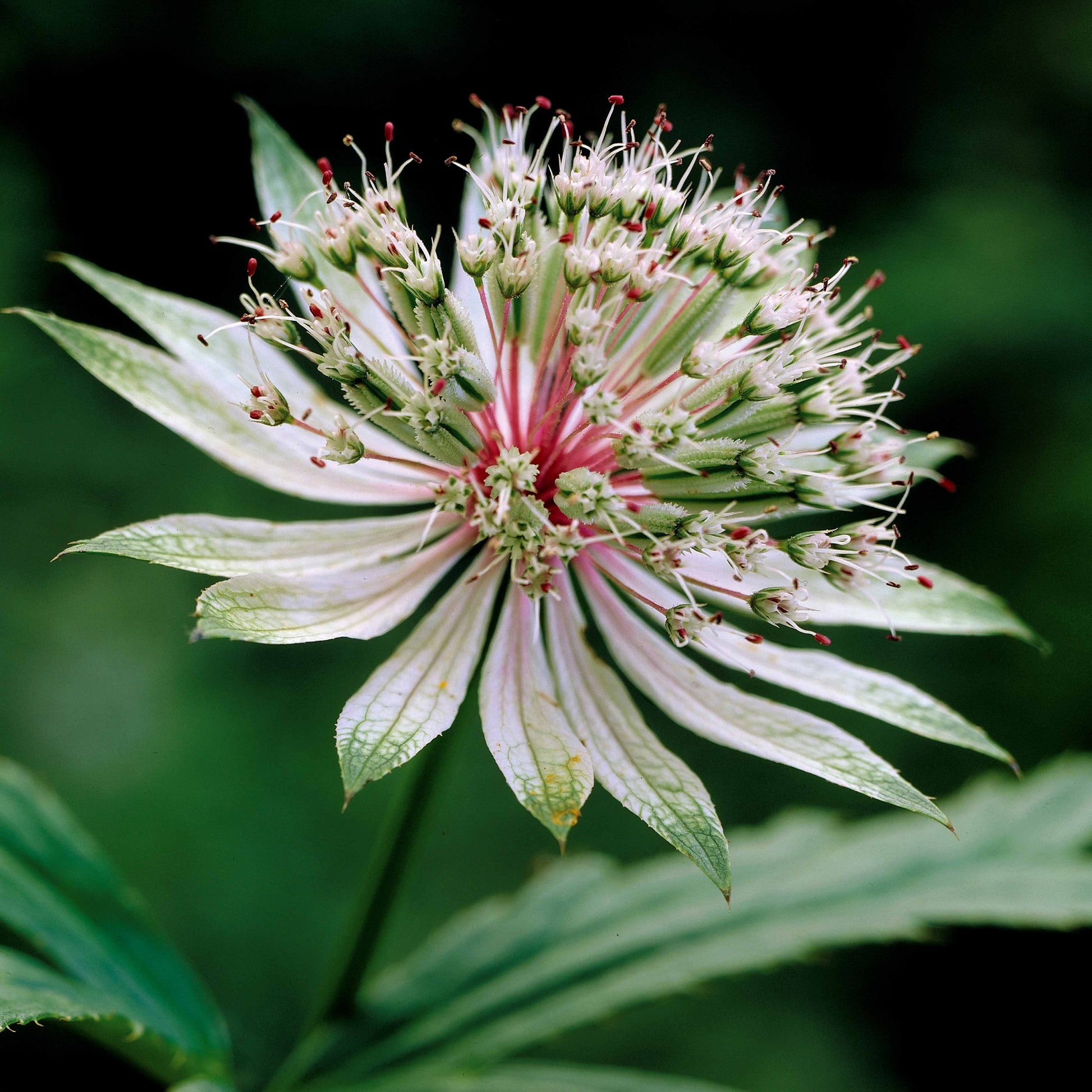 Bakker - 2 Astrances blanches - Astrantia major star of royals - Plantes d'extérieur