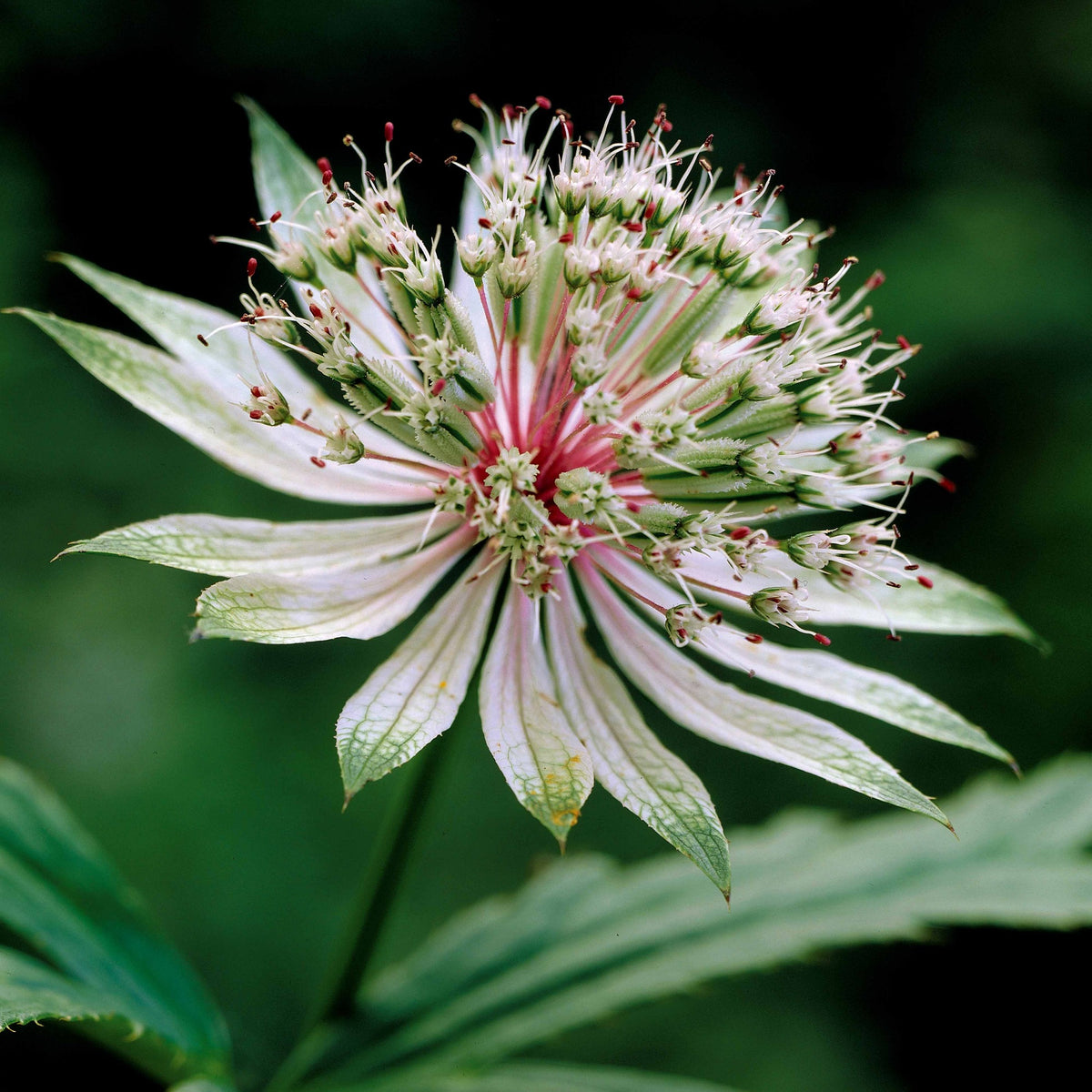 2 Astrances blanches - Astrantia major star of royals - Bakker