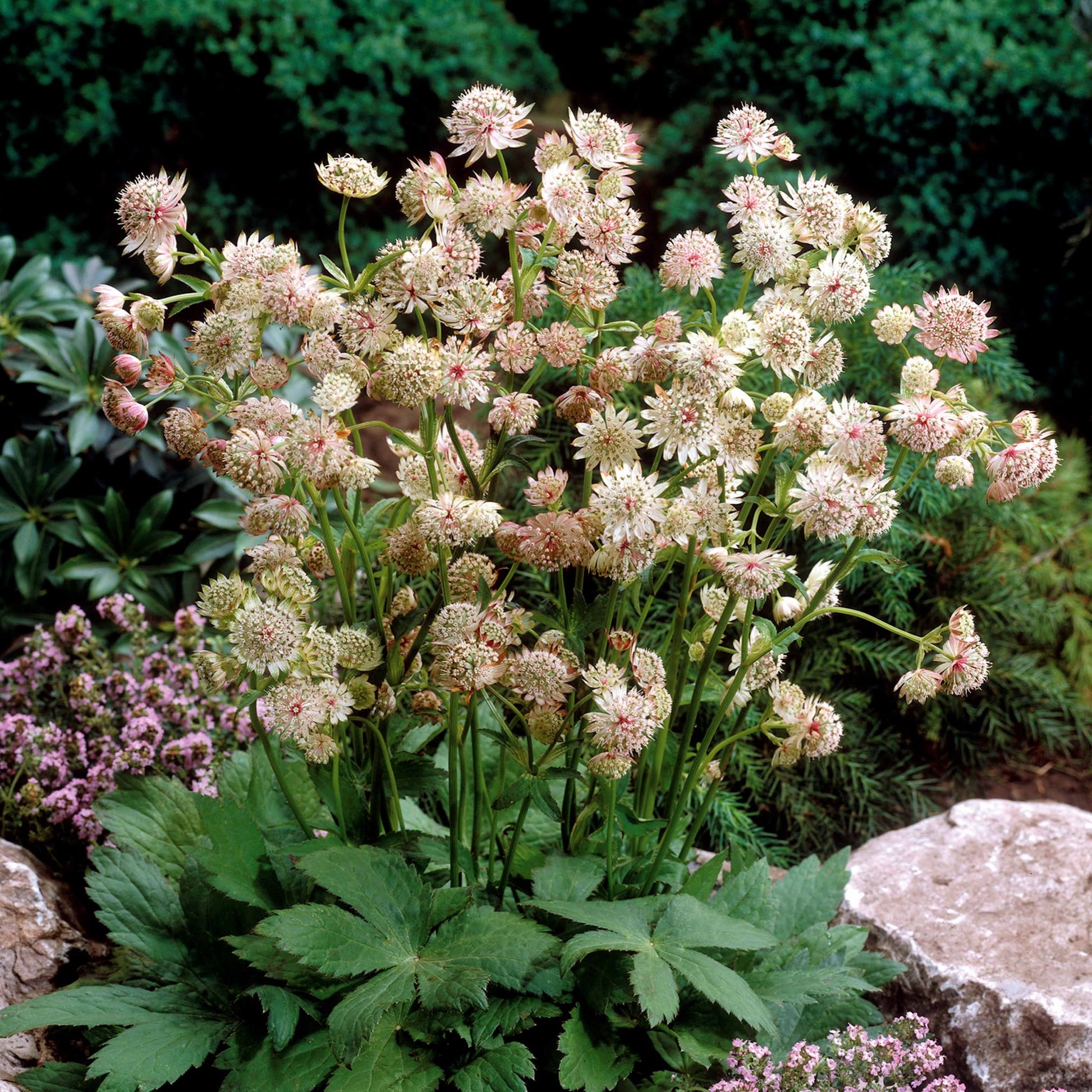 Bakker - 2 Astrances blanches - Astrantia major star of royals - Arbustes et vivaces