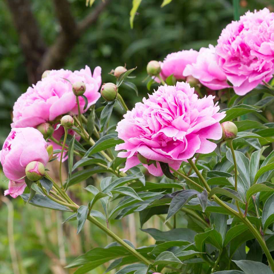 Paeonia lactiflora Sarah Bernhardt - Pivoine rose - Pivoines