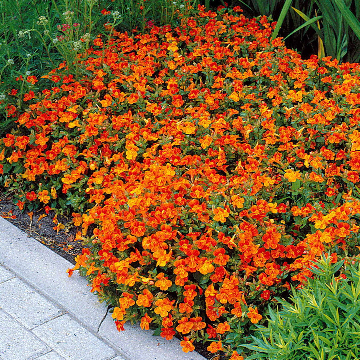 5 Mimulus Orange Glow - Mimulus orange glow - Bakker