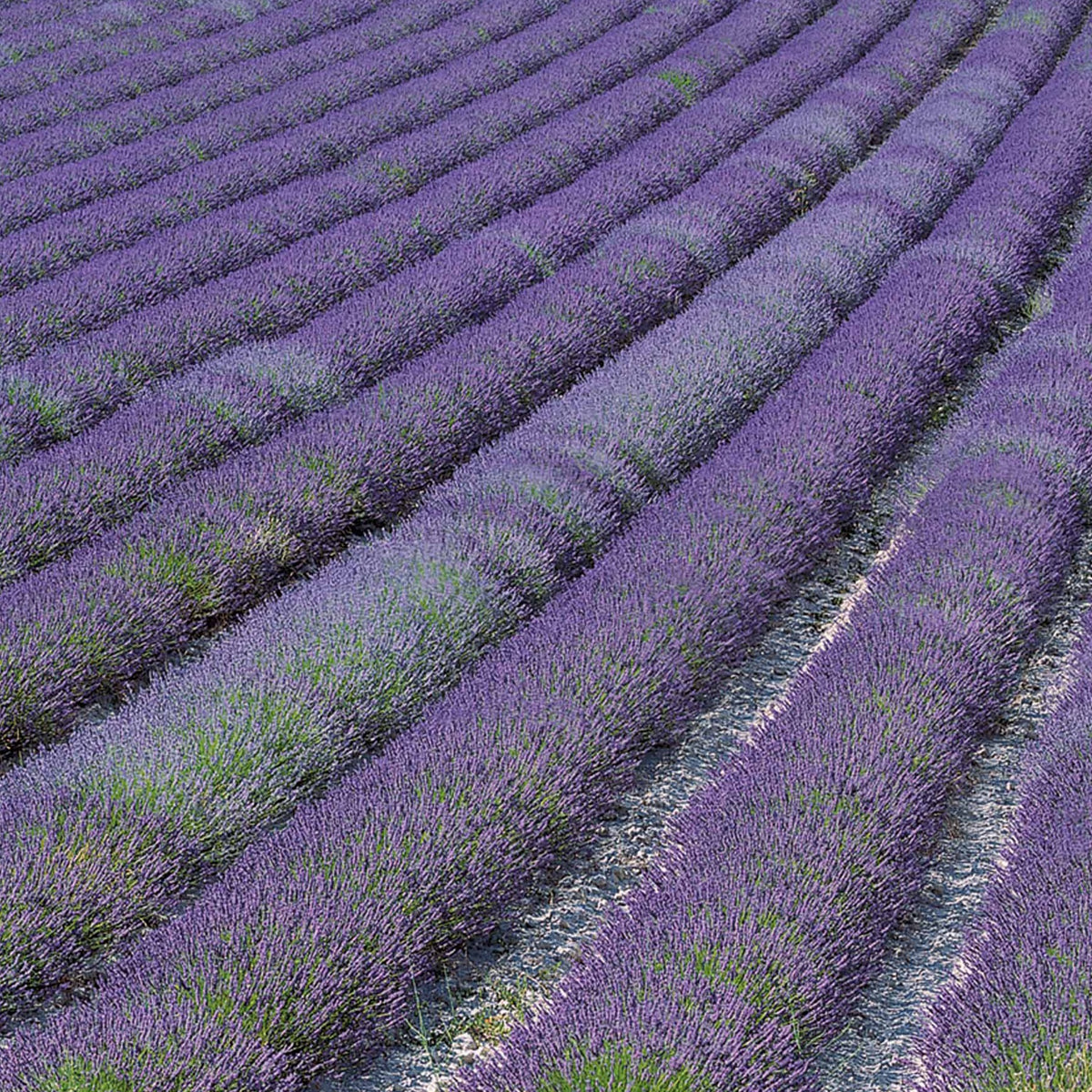 Lavande - Lavande de Grasse - Lavandula angustifolia Grosso