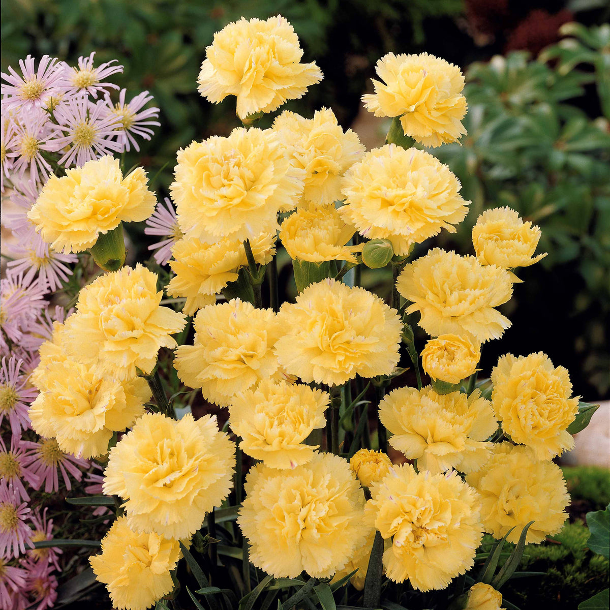 2 Œillets Grenadin Jaune - Dianthus caryophyllus grenadin yellow - Bakker
