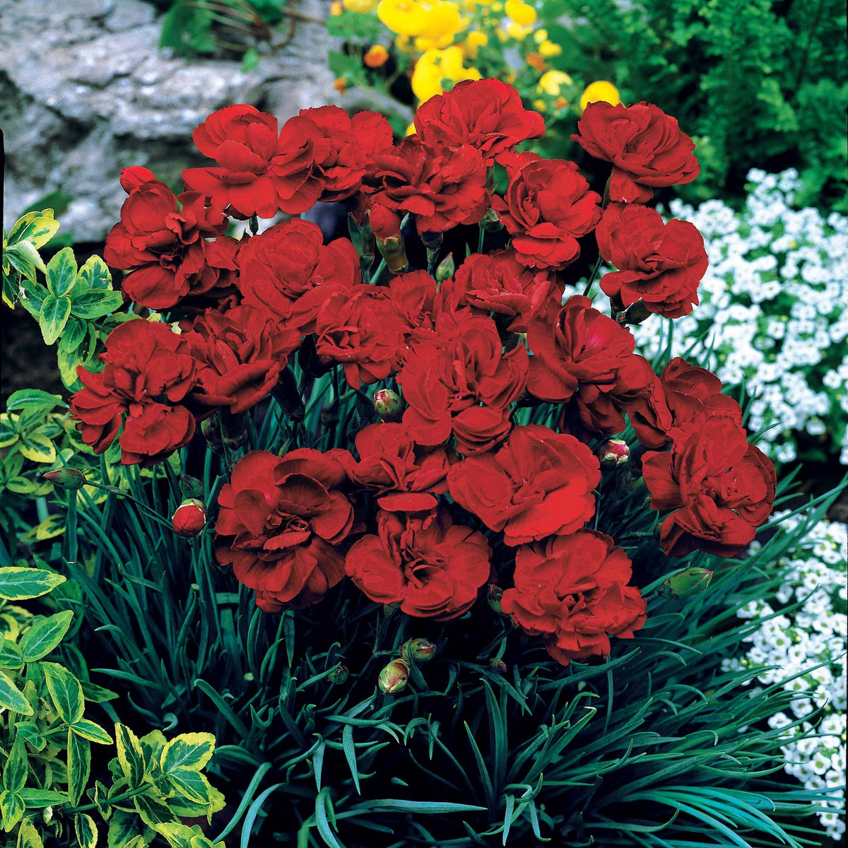 2 Œillets Grenadin Rouge - Bakker
