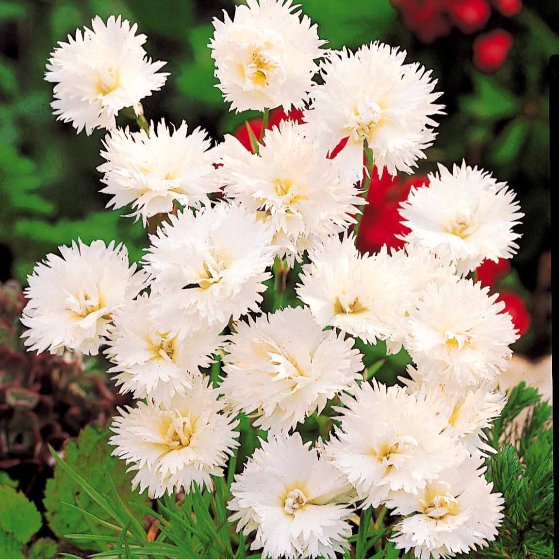 2 Œillets Grenadin White - Dianthus caryophyllus Grenadin white - Bakker