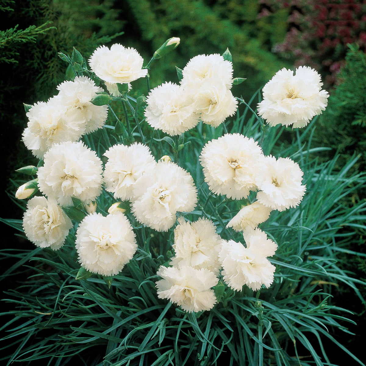 2 Œillets Grenadin White - Bakker