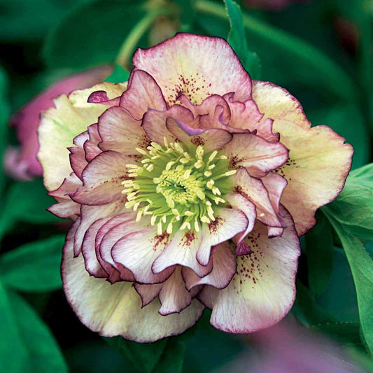 2 Roses de Noël doubles picotée - Bakker