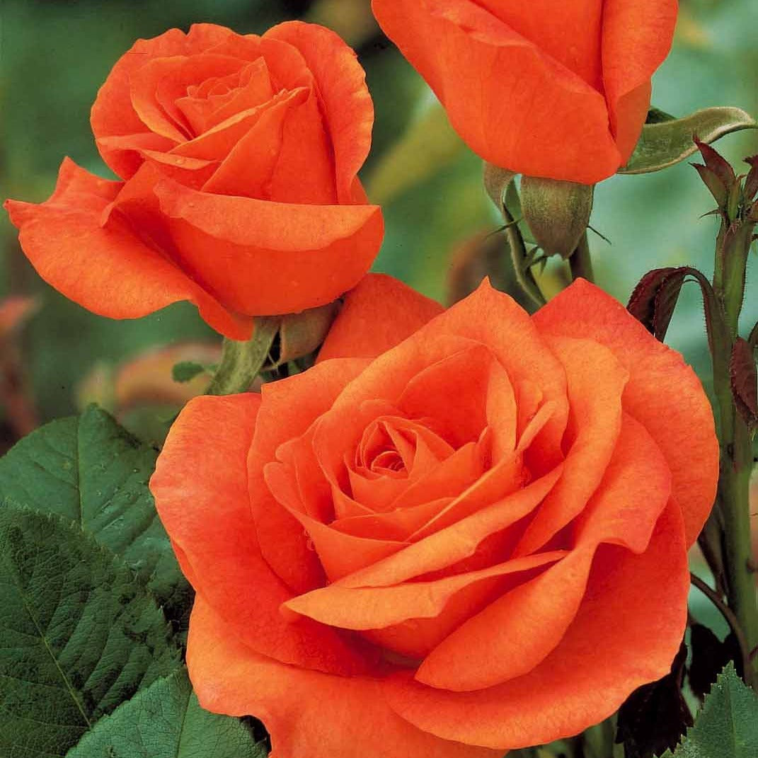 Rosier buisson Doris Tysterman - Rosa doris tysterman - Bakker