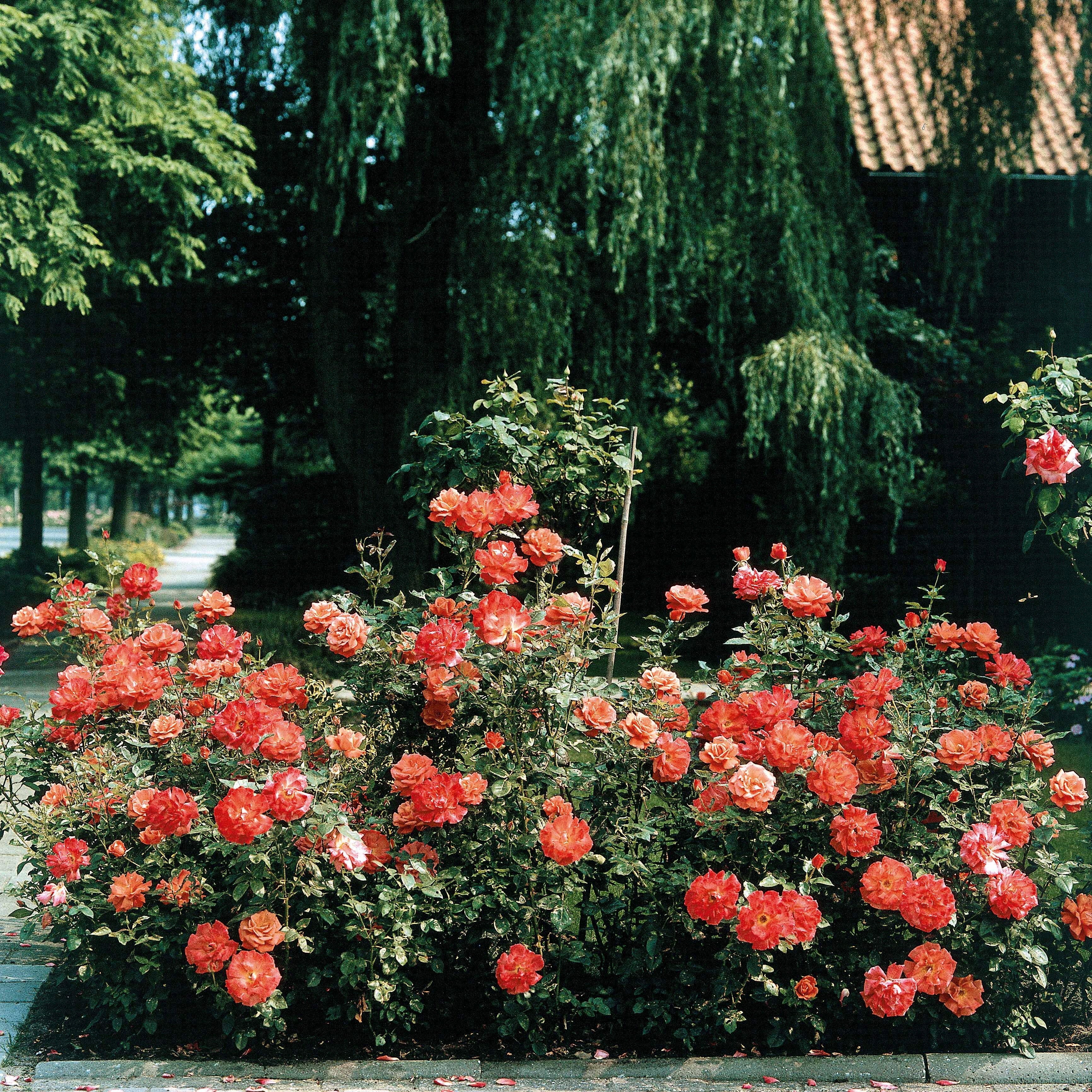 Rosier 'Nostalgie' – Lot De 2 Arbustes à Racines Nues – Fleurs Bicolores Parfumées – Rustique Et Vivace