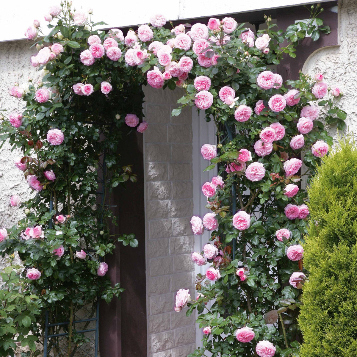 Rosiers grimpants - Collection de 3 Rosiers grimpants : Ronsard, Golden Gate, Santana - Rosa 'golden gate', 'santana', 'ronsard'