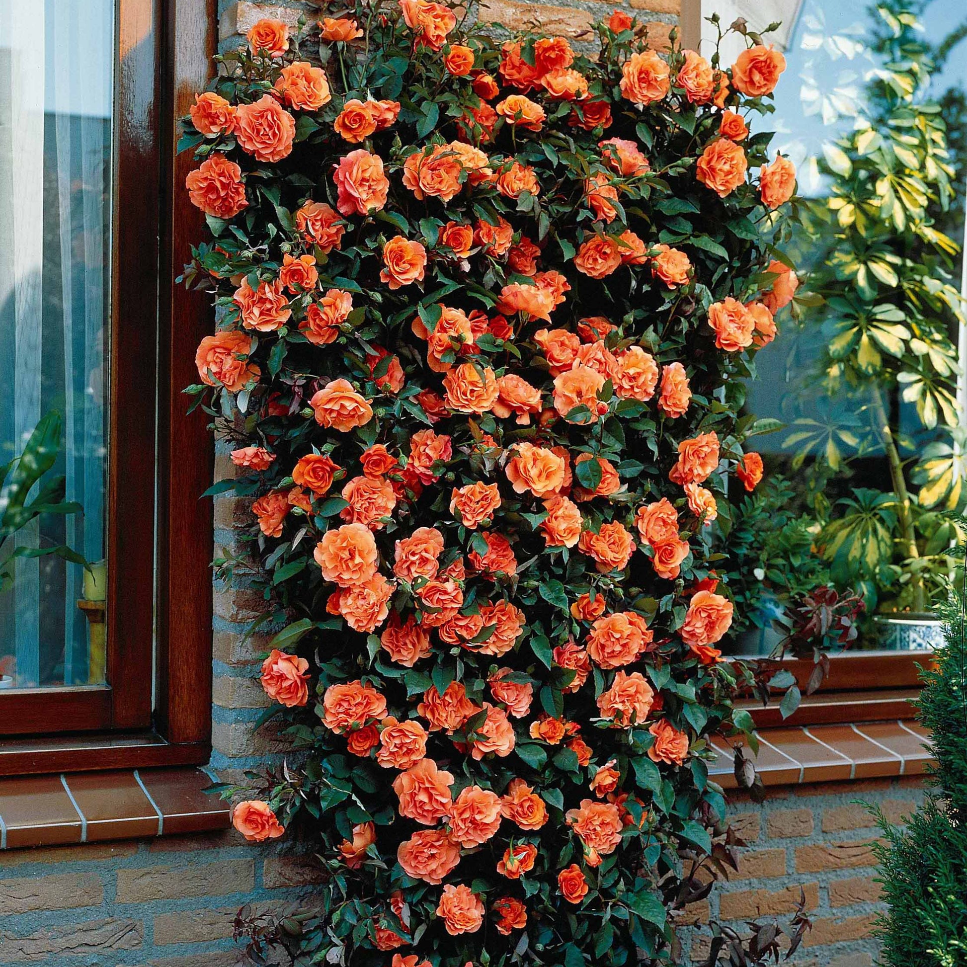 Rosa metanoia - Rosier grimpant Métanoïa - Rosiers grimpants