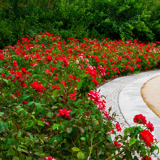 Rosier à massif rouge - Bakker