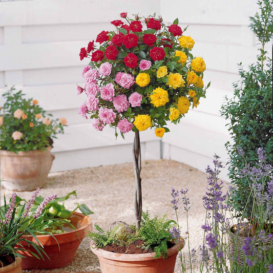 Mini-rosier tricolore sur tige - Bakker