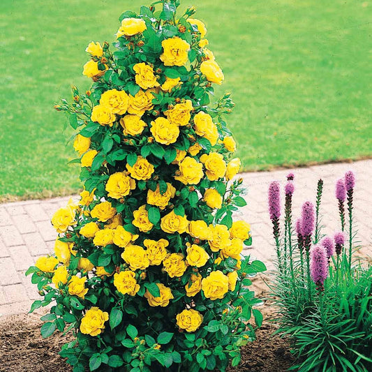 Rosier arbuste China Town - Bakker