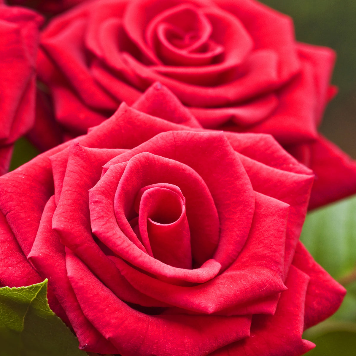 Rosiers - racines nues - Rosier buisson rouge vif - Rosa