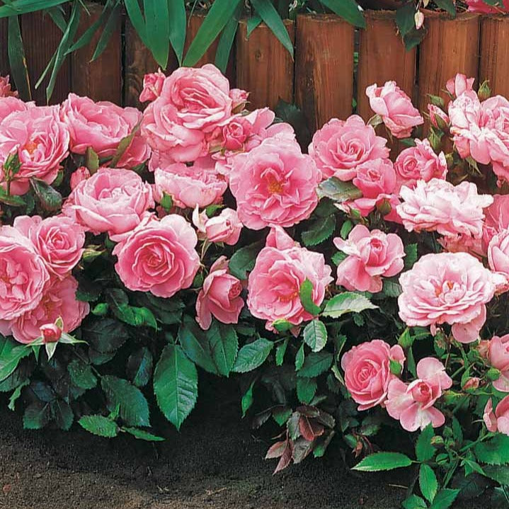 3 Mini-rosiers Randilla rose - Rosa randilla - Bakker