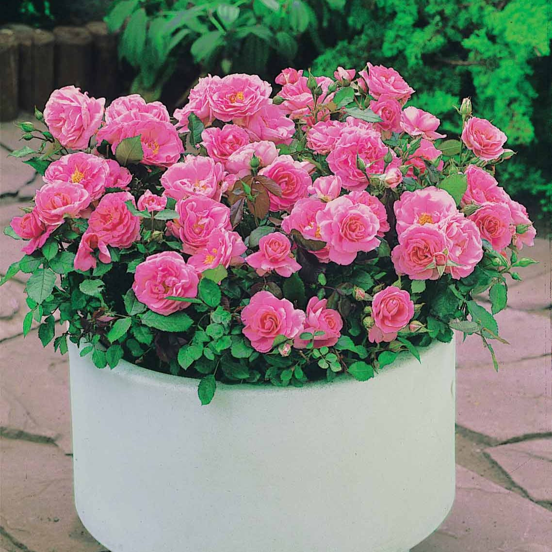 3 Mini-rosiers Randilla rose - Bakker