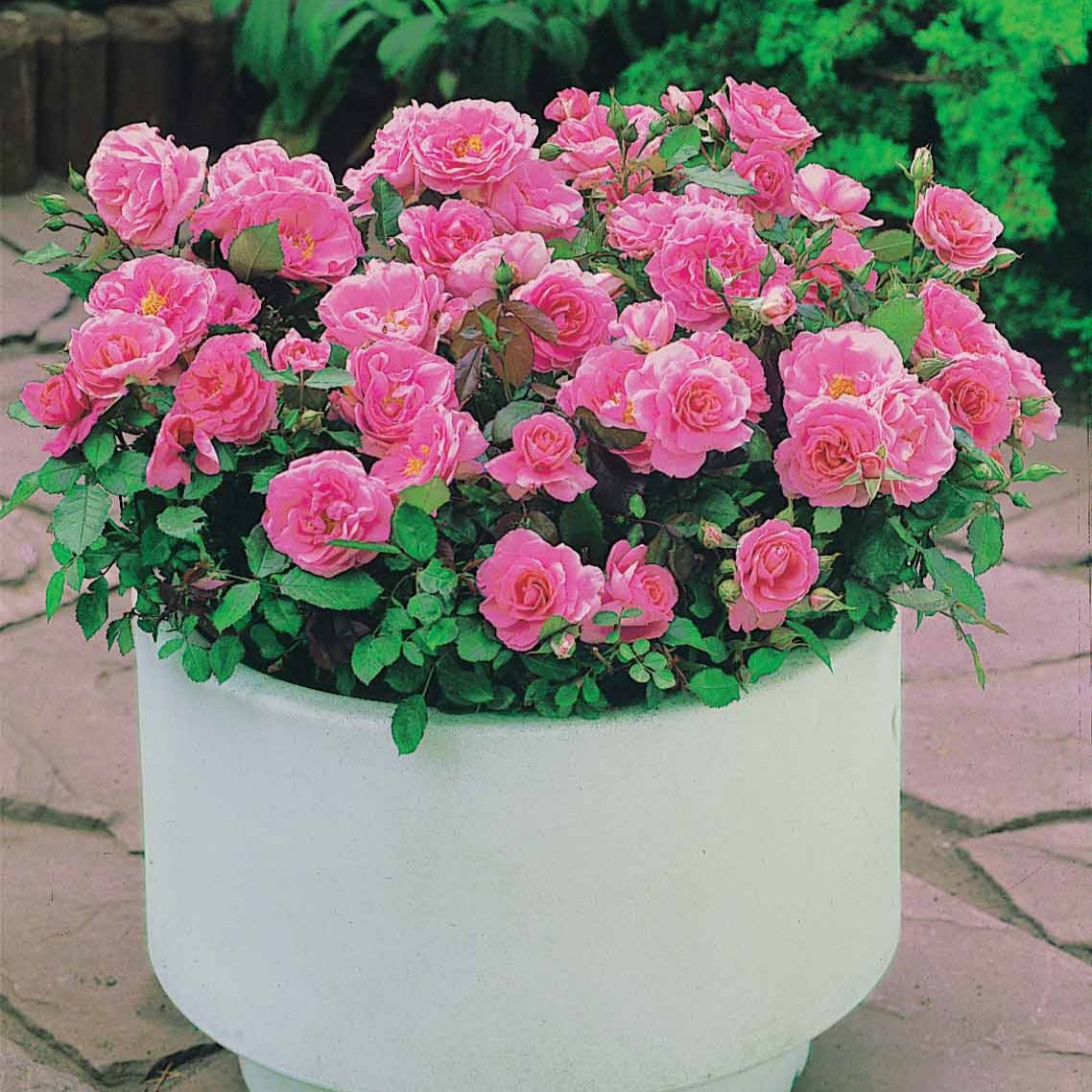 Rosiers couvre-sol - Collection de 3 mini-rosiers Randilla : rouge, jaune , rose - Rosa randilla