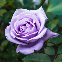 Rosier buisson violet - Bakker.com | France