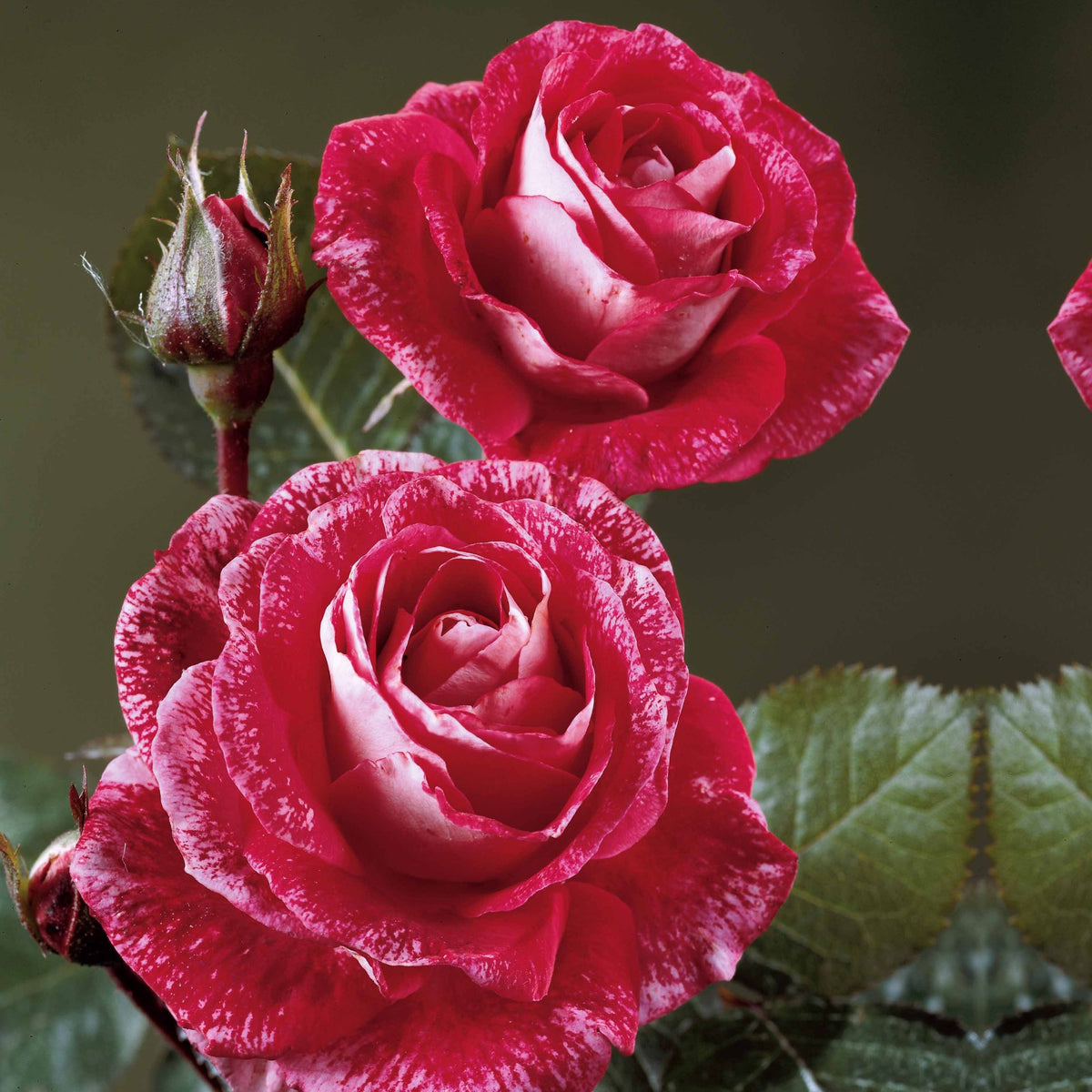 Rosiers - racines nues - Collection de 3 Rosiers buissons : Famosa, Whisky, Double Delight - Rosa 'famosa', 'whisky', 'double delight'