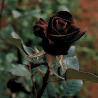Bakker - Rosier buisson Black Baccara ® Meidebenne - Rosa Black Baccara ® - Rosiers