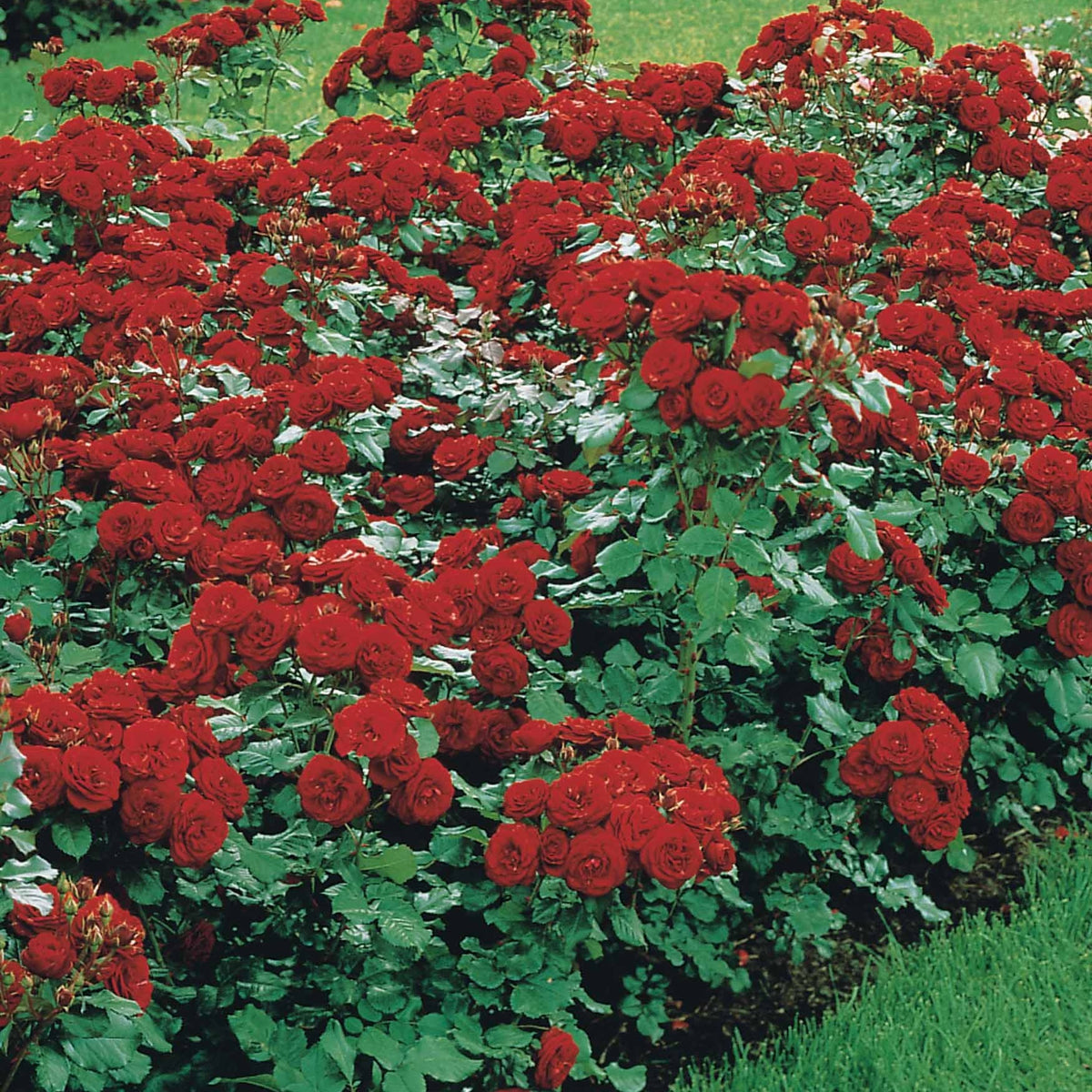 Rosier à massif Lilli Marleen - Rosa polyantha Lilli Marleen - Bakker