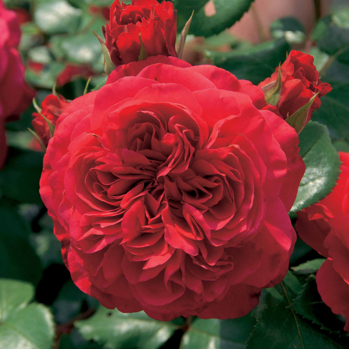 Rosa floribunda Red Leonardo Da Vinci ® Meiangele - Rosier floribunda Red Leonardo da Vinci ® Meiangele - Rosiers