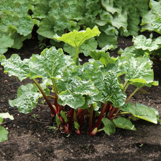 Rhubarbes - Bakker