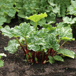 Rhubarbes - Bakker
