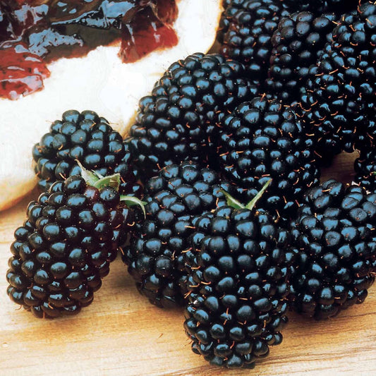 Mûrier Dirksen - Bakker