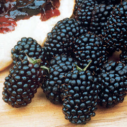 Mûrier Dirksen - Bakker