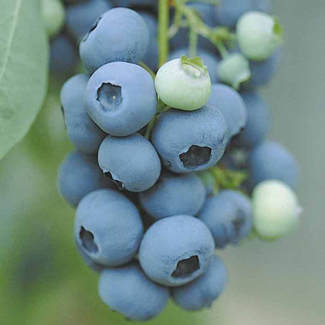 Collection d'arbustes à fruits vitaminés - Vaccinium corymbosum, lycium barbarum, vaccinum macrocarpon, schisandra chinensis - Bakker