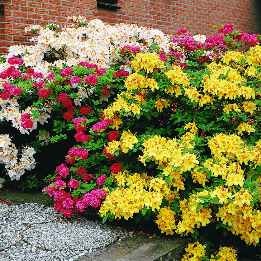 Azalée de Chine jaune - Rhododendron (Azalea) mollis Harvest Moon - Bakker