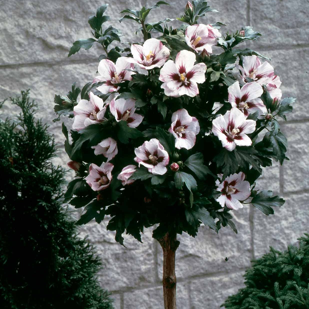 Hibiscus de jardin sur tige blanc/rouge - Bakker.com | France