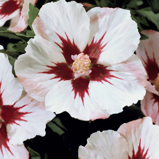 Hibiscus de jardin sur tige blanc/rouge - Bakker