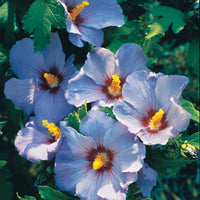 Hibiscus de jardin sur tige bleu - Bakker.com | France