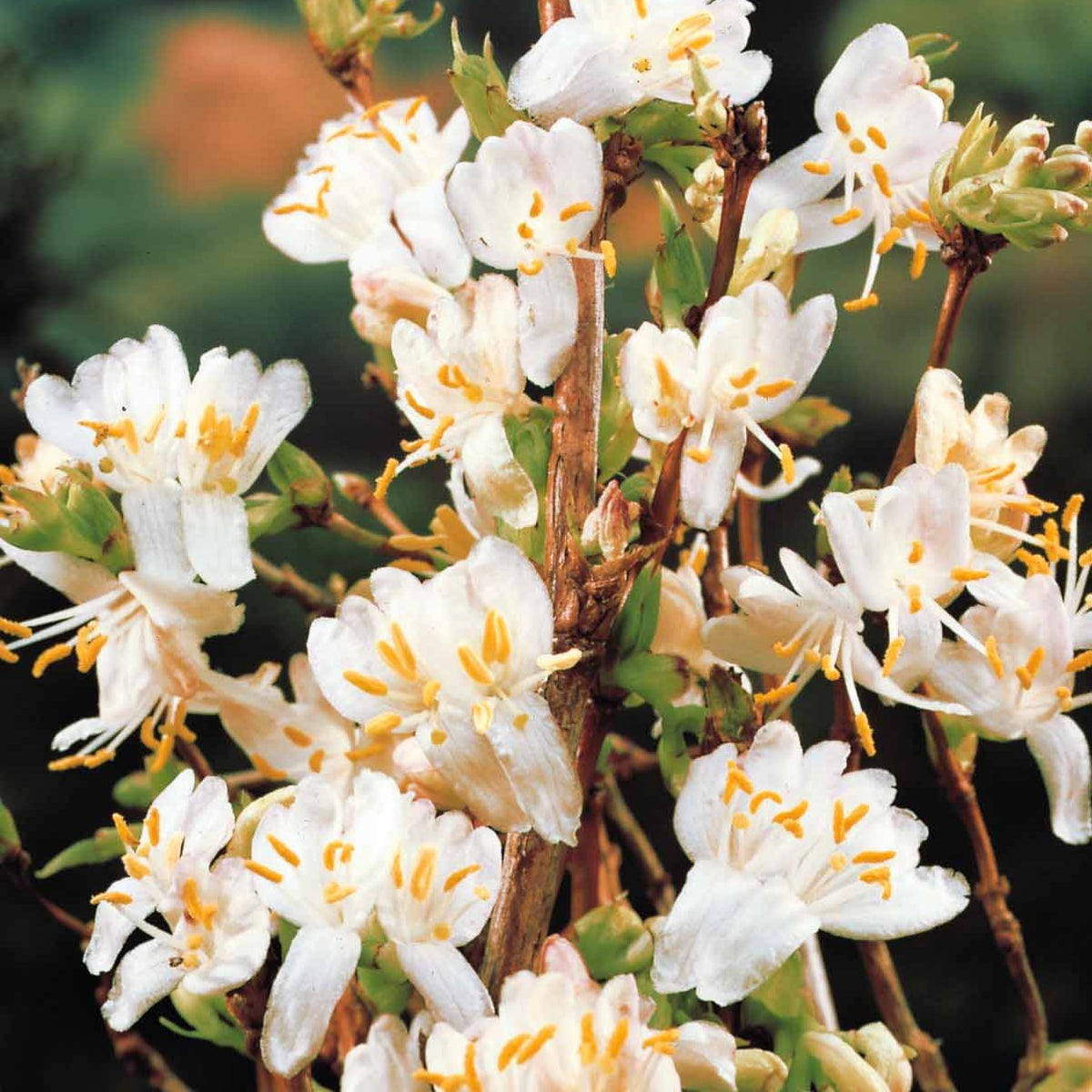 Chèvrefeuille d'hiver - Lonicera fragrantissima - Bakker