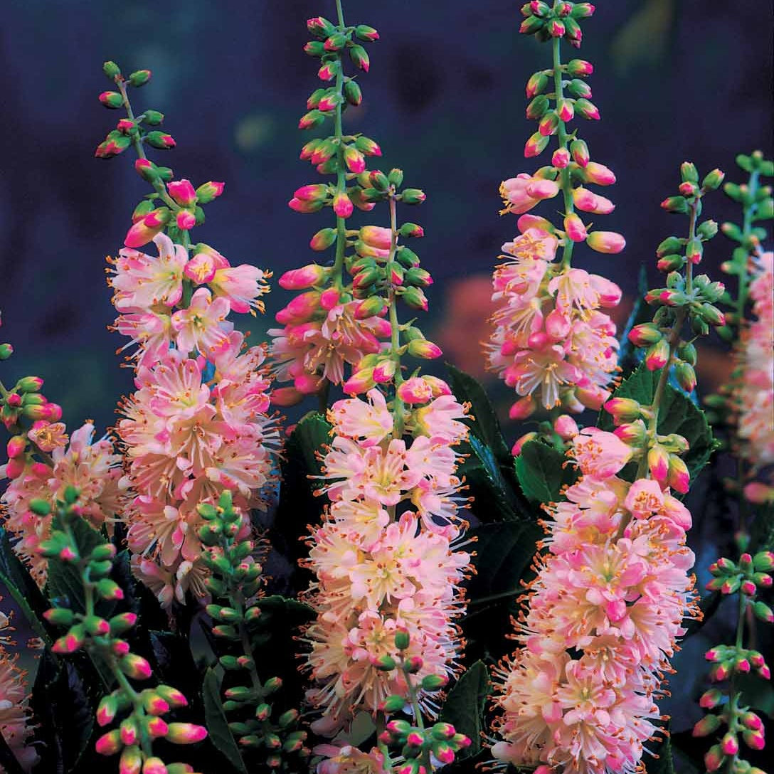 2 Clethras à feuilles d'aulne - Clethra alnifolia - Bakker