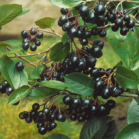 Aronia viking - Bakker