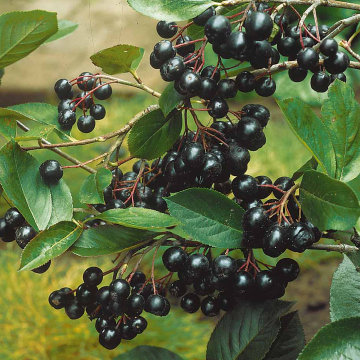 Aronie de Mitschurin - Aronia mitschurinii | Achat en ligne sur Bakker.com